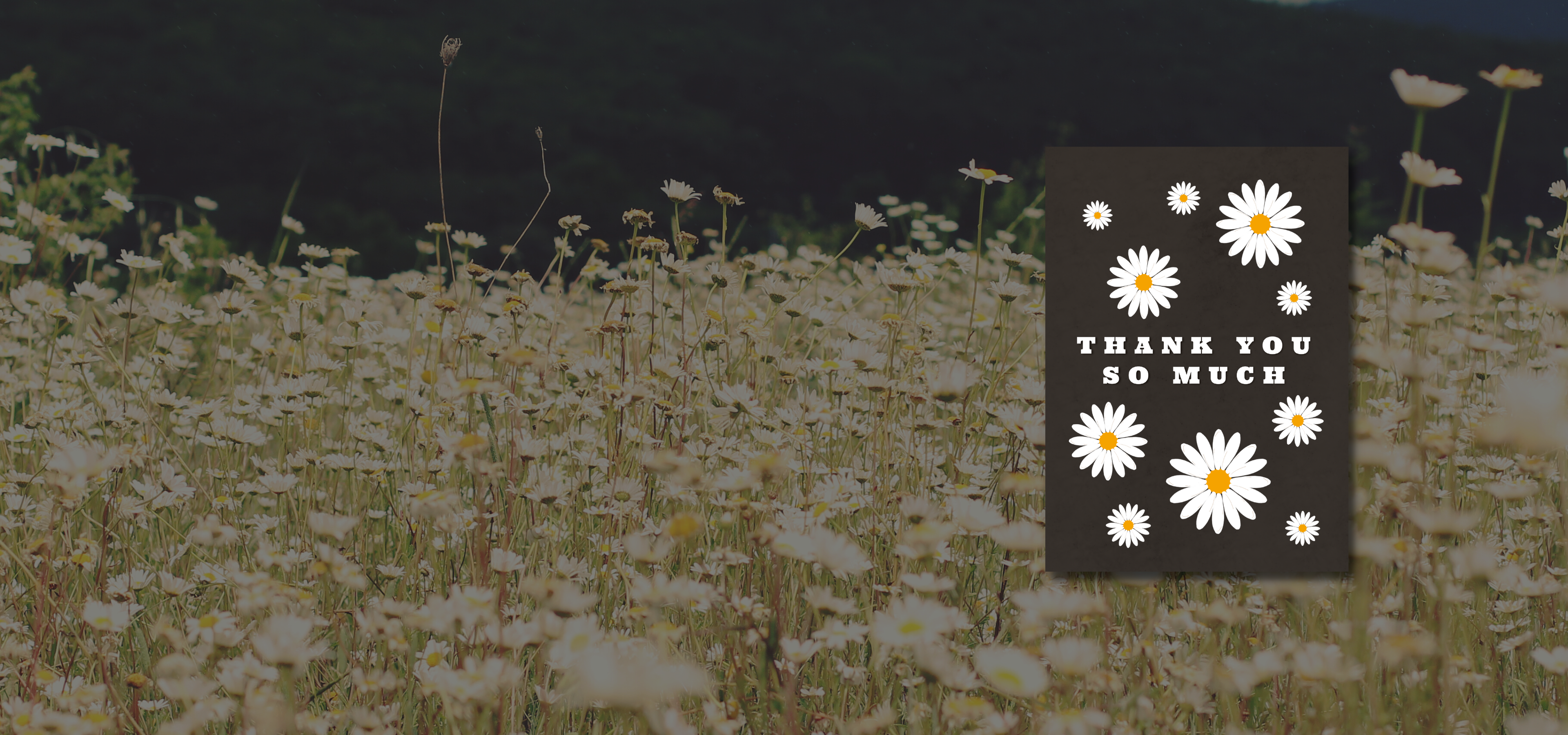 Thank You so Much – Western Hive